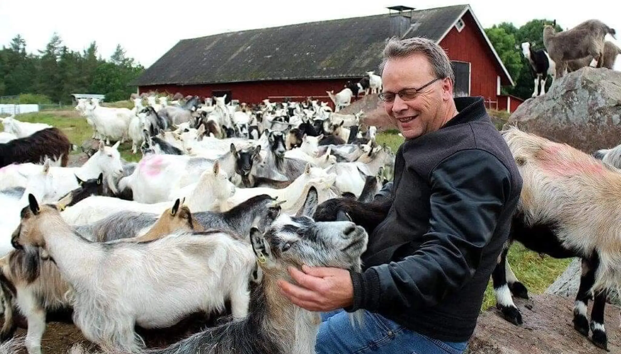 Terje Erik omgiven av gårdens getter framför den röda ladugården i Löt